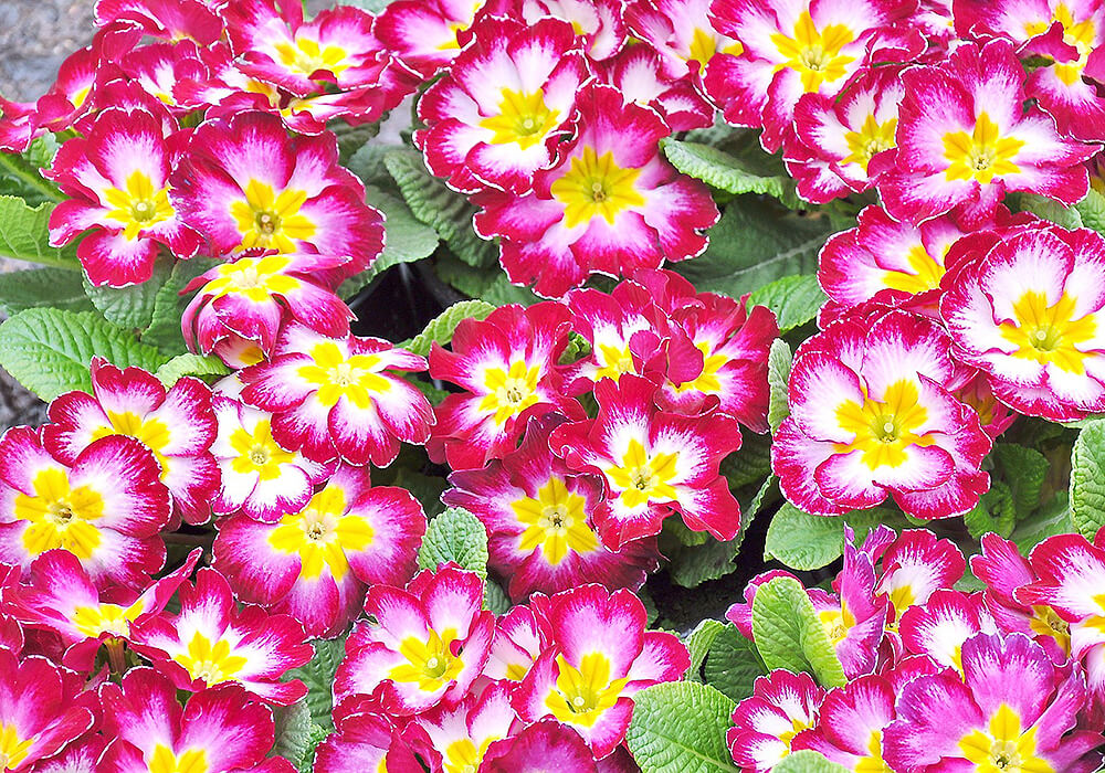 プリムラジュリアン複色の花
