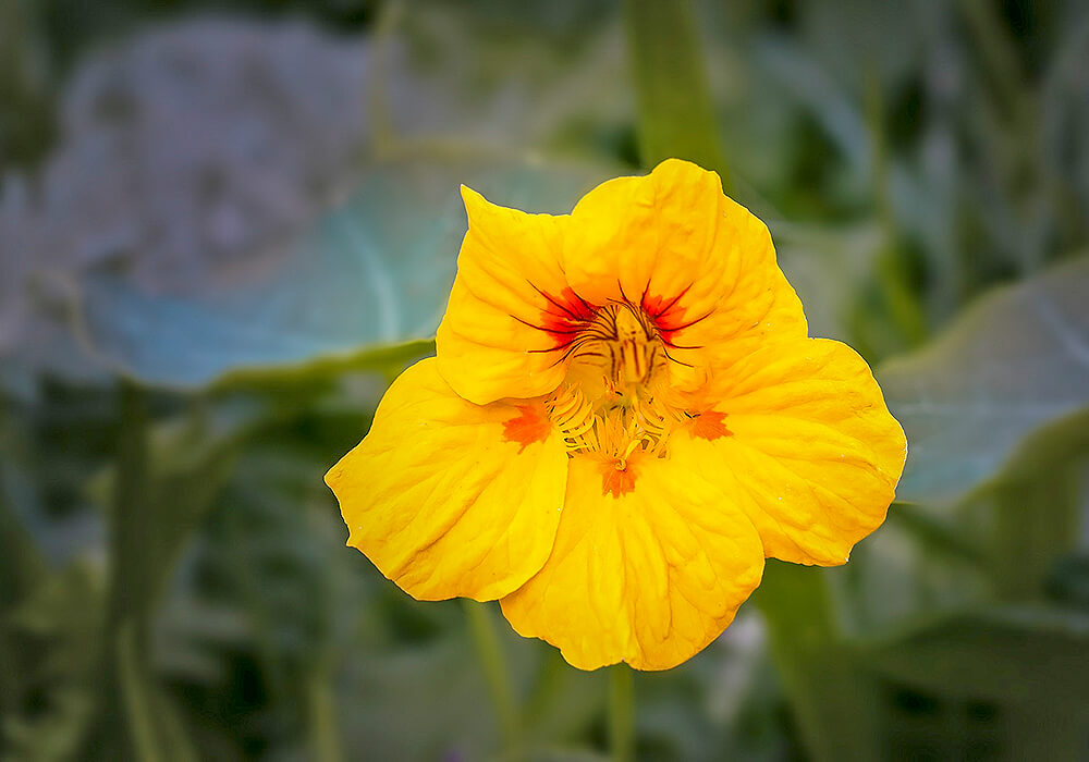 キンレンカの花