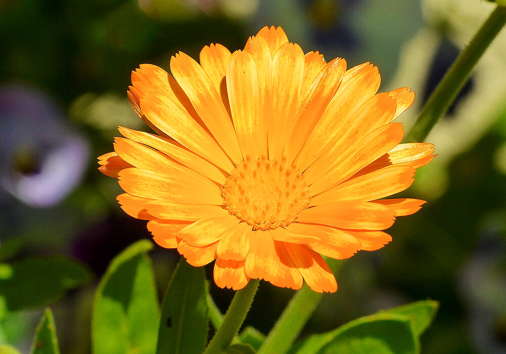 キンセンカの複色の花