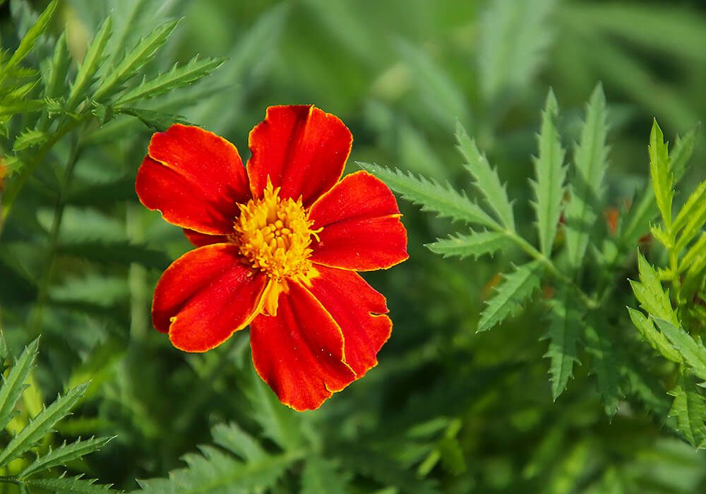 マリーゴールドの花と葉