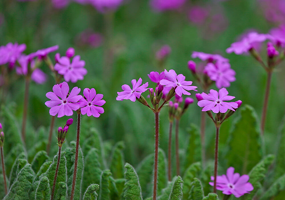 サクラソウの紫の花
