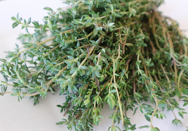 【種から育てるハーブ】タイムの育て方と植物の特徴をわかりやすく解説