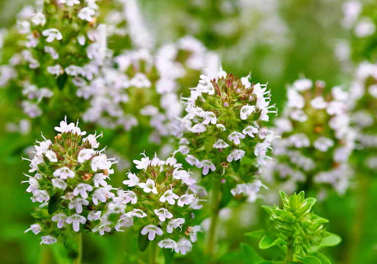 【種から育てるハーブ】タイムの育て方と植物の特徴をわかりやすく解説