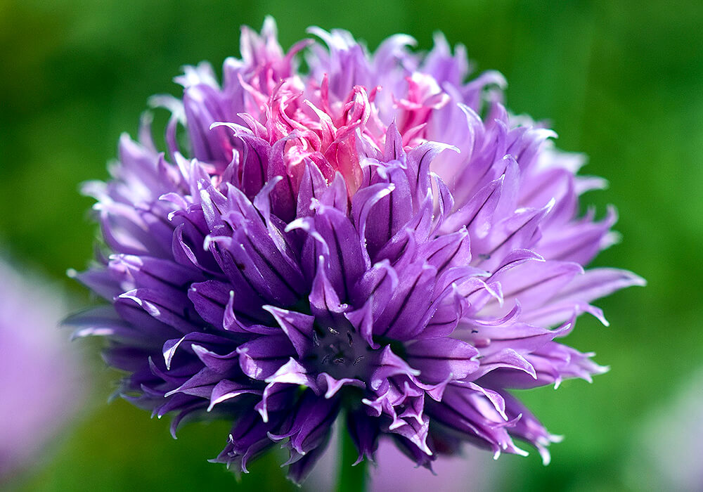 チャイブの花の拡大