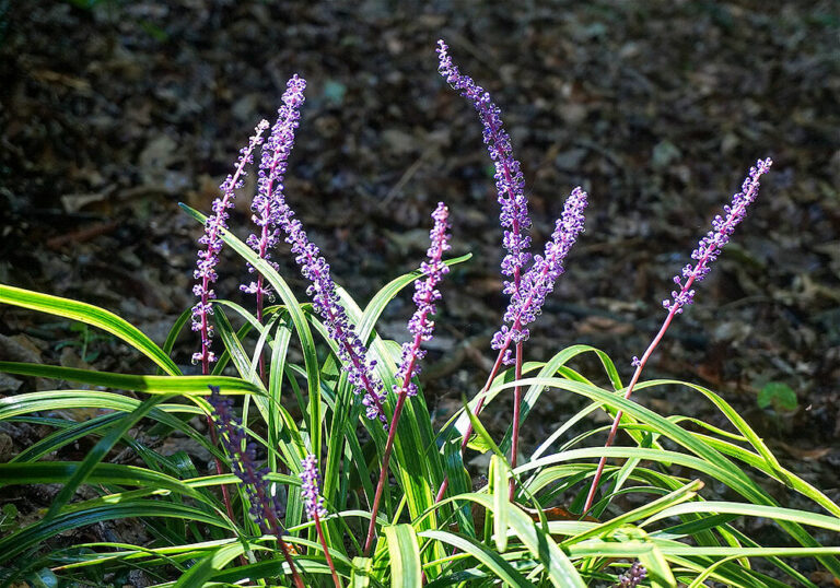 葉も花も美しいヤブランの育て方と植物の特徴をわかりやすく解説