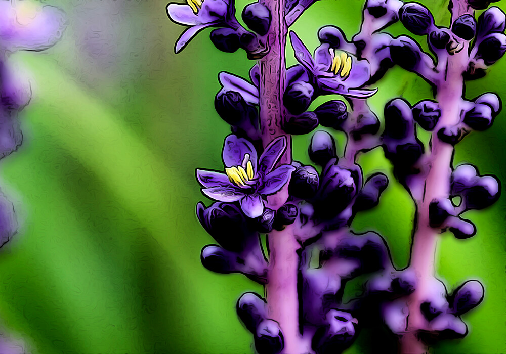 葉も花も美しいヤブランの育て方と植物の特徴をわかりやすく解説