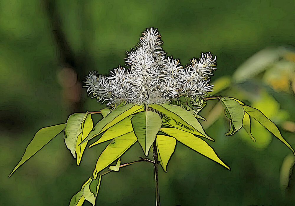 バットの木 アオダモの育て方と植物の特徴をわかりやすく解説