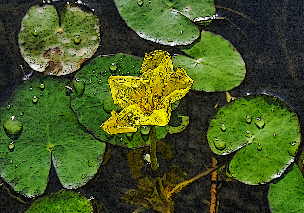 アサザ（浅沙）の花を楽しむ育て方と植物の特徴をわかりやすく解説