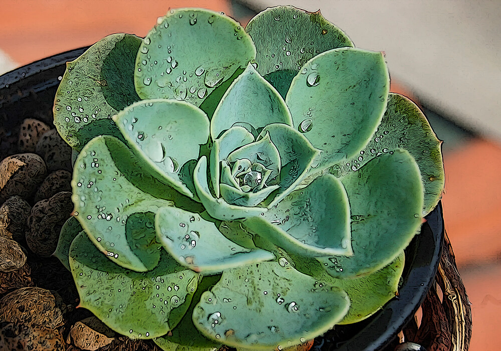 多肉植物】エケベリアの育て方と植物の特徴をわかりやすく解説