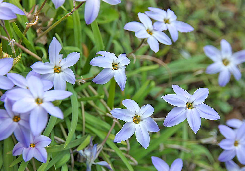 ハナニラの青い花