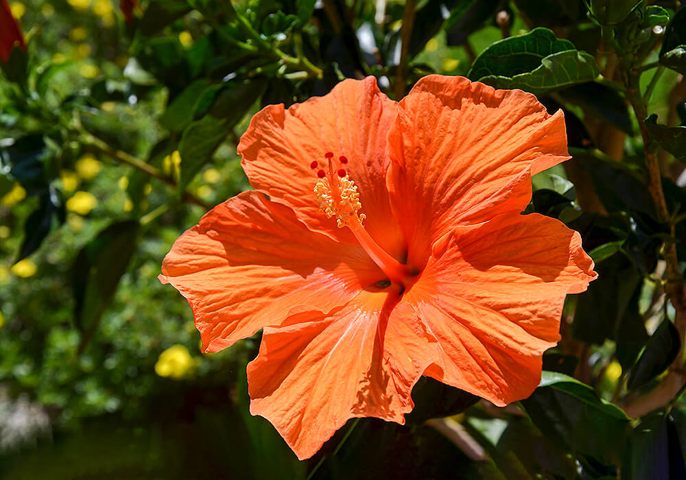 ブッソウゲのオレンジの花
