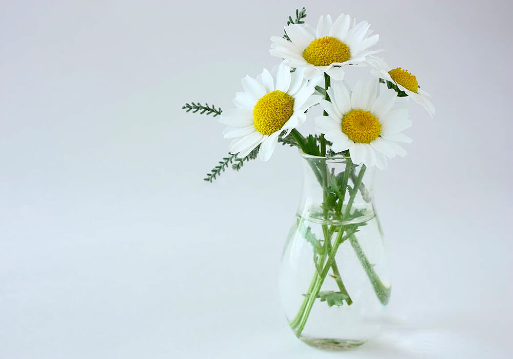 カンシロギクの生け花