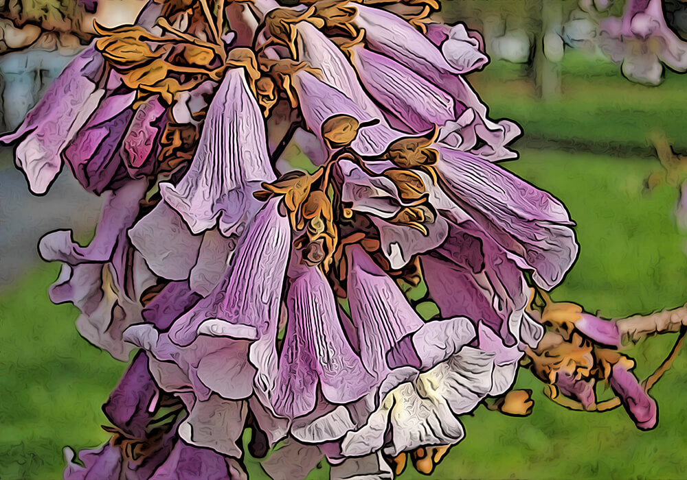 キリ（桐）の花を楽しむ育て方と植物の特徴をわかりやすく解説