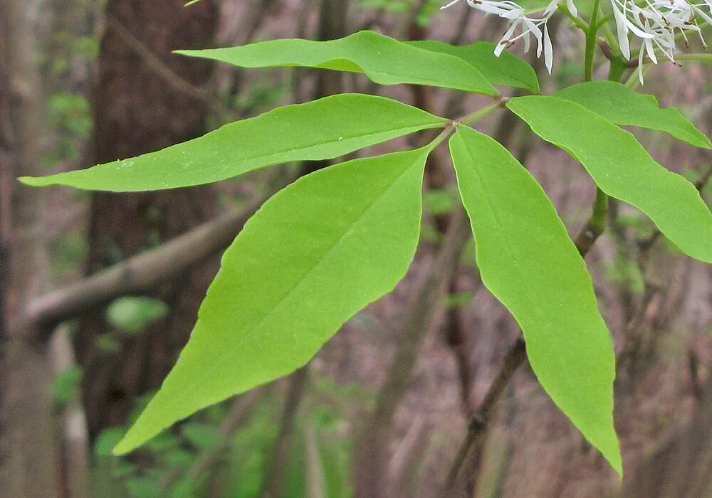 マルバアオダモの葉