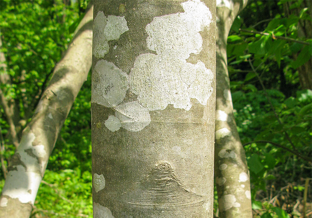 マルバアオダモの樹皮