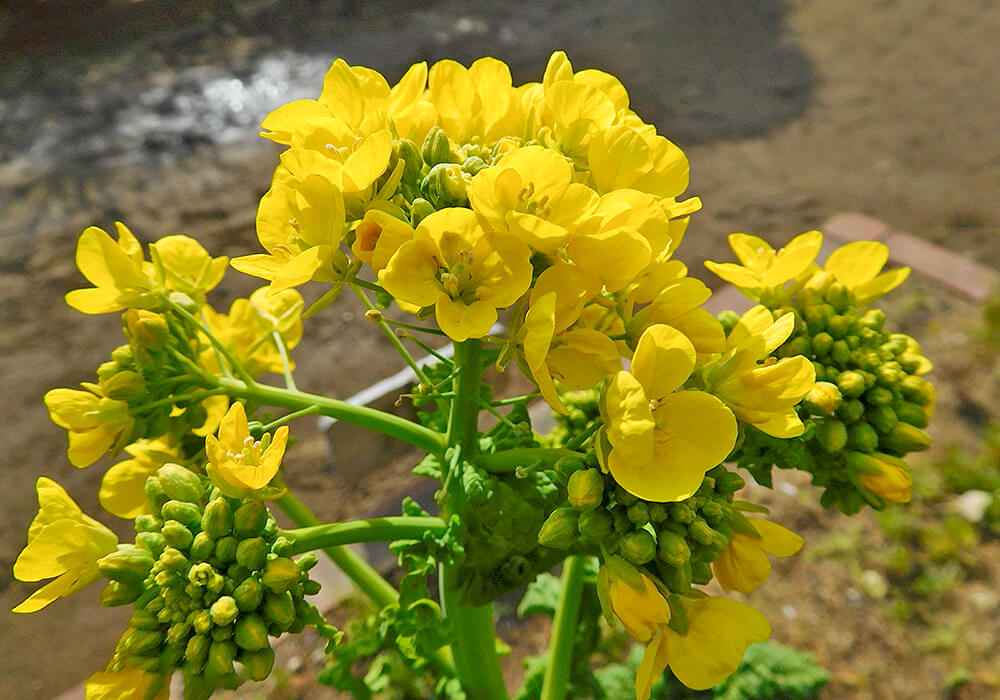 栄養豊富な芽キャベツの栽培方法と植物の特徴をわかりやすく解説