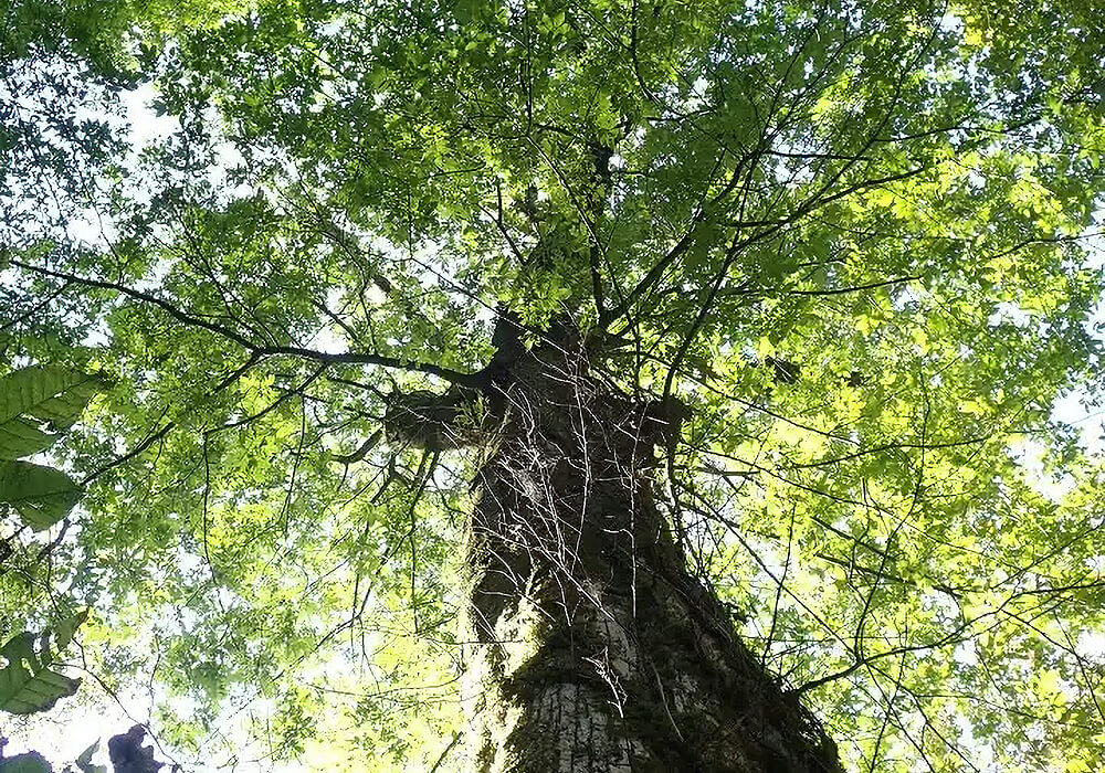 シオジの大木