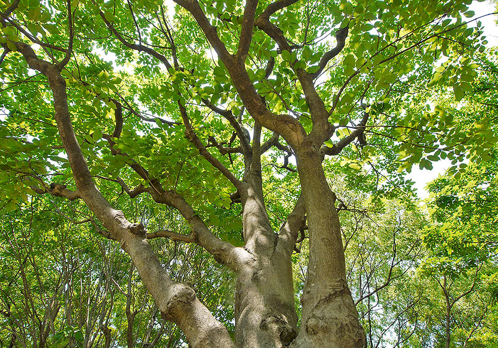 トネリコの木