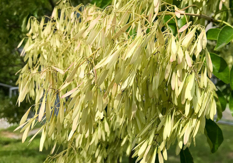 トネリコの育て方と花や見分け方など植物の特徴をわかりやすく解説