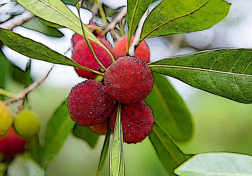 果実を楽しむヤマモモの剪定方法など育て方や植物の特徴をわかりやすく解説
