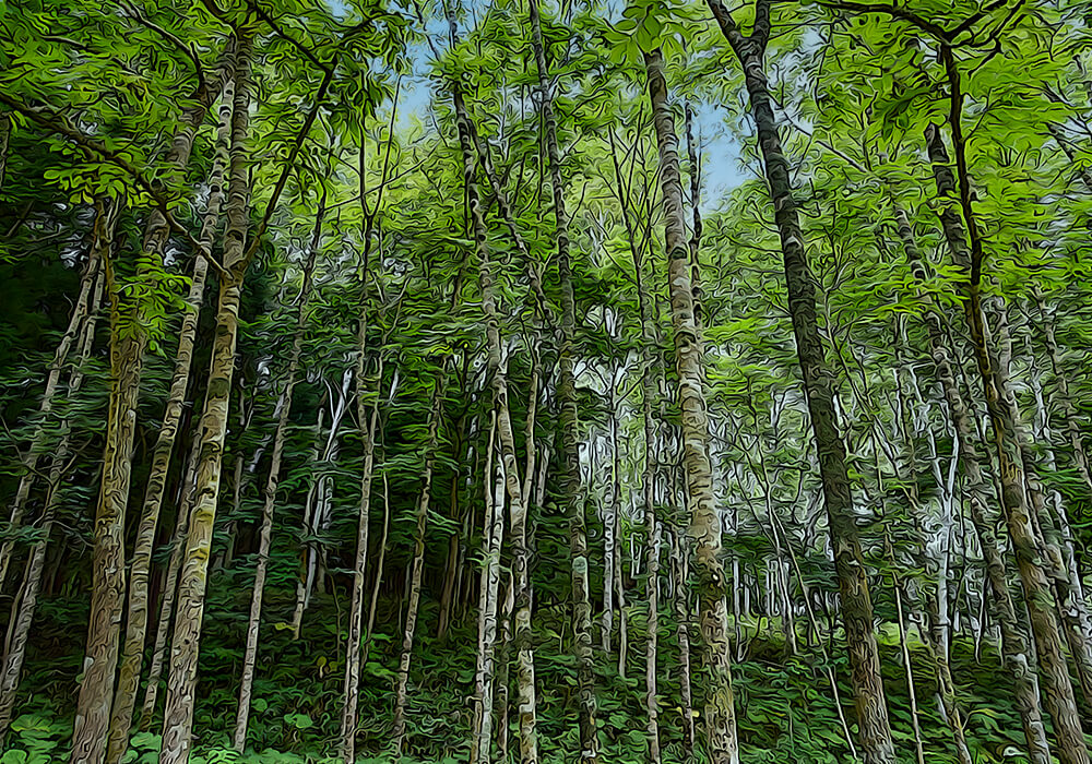 ヤチダモの育て方と花や葉など植物の特徴をわかりやすく解説