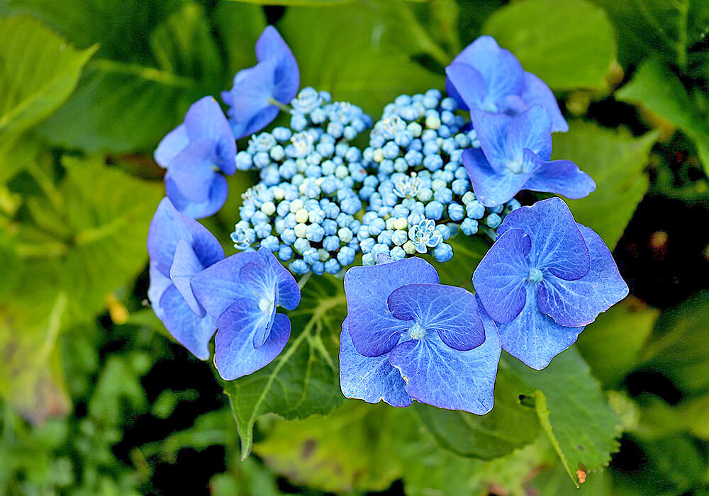ガクアジサイの青い花