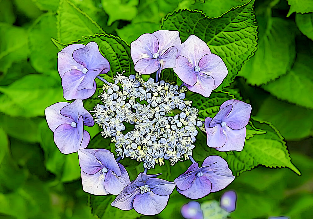 ガクアジサイの育て方と花色など植物の特徴をわかりやすく解説