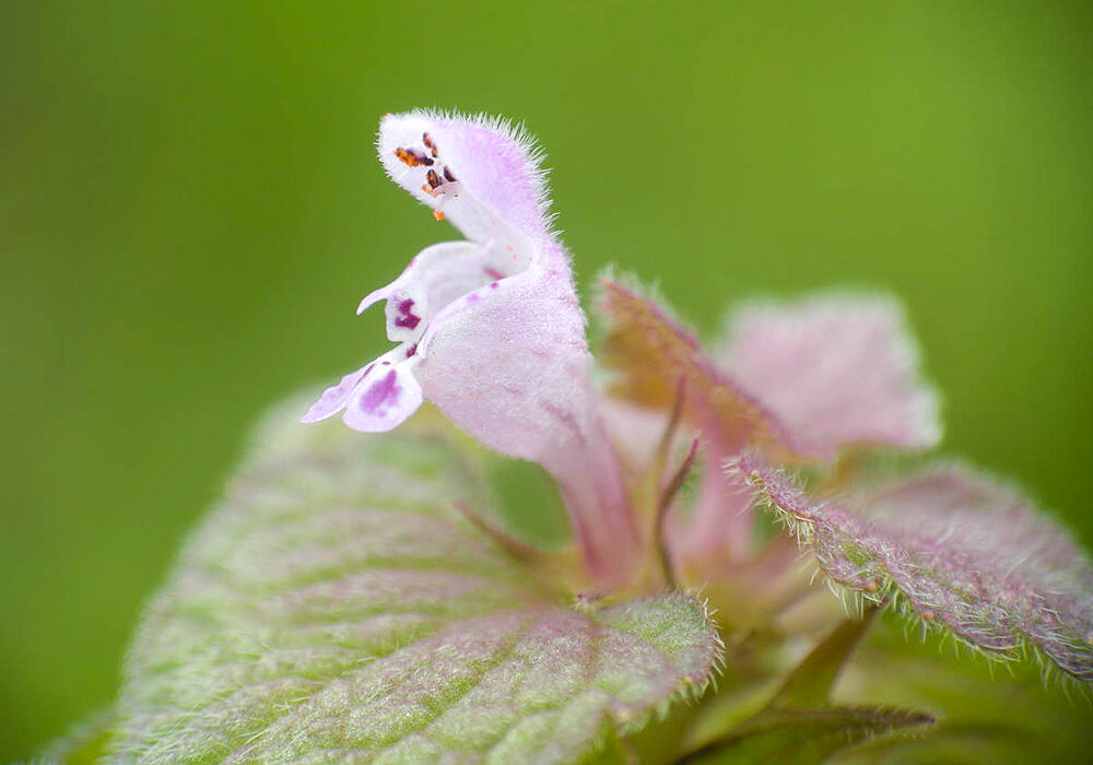 ヒメオドリコソウの花の拡大