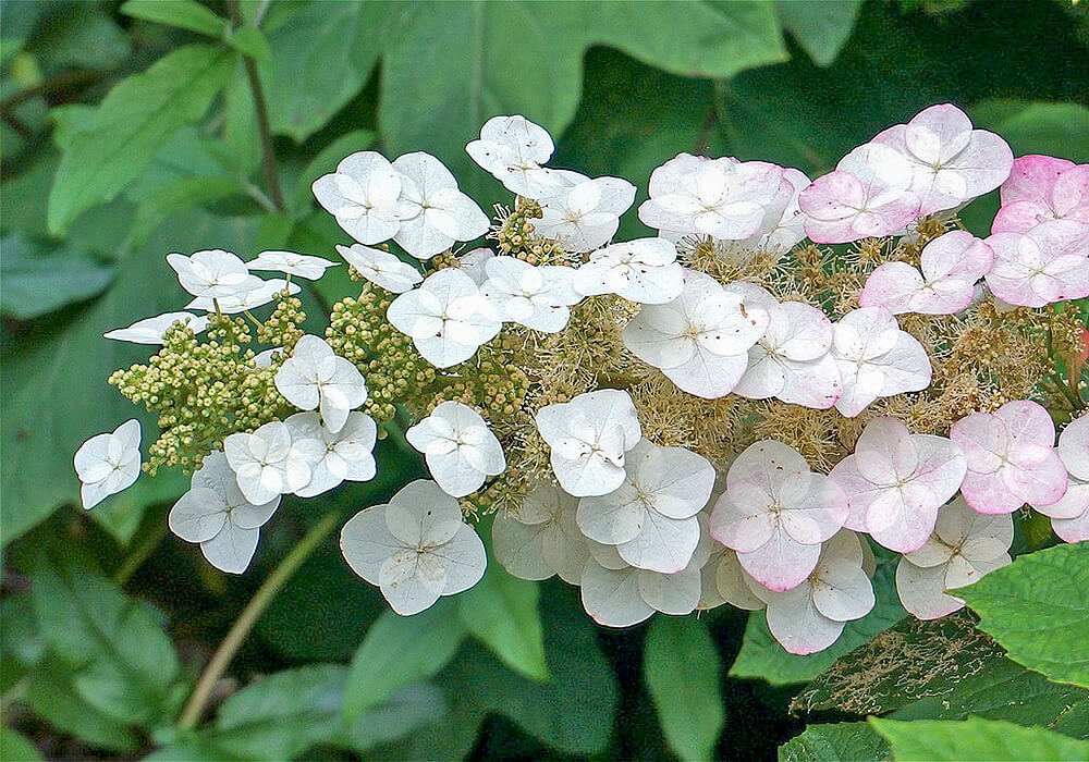 カシワバアジサイのピンクの花