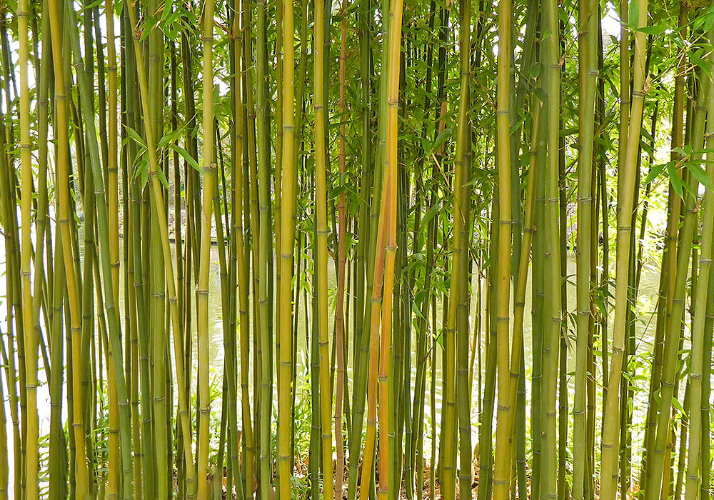 ナリヒラダケの竹林