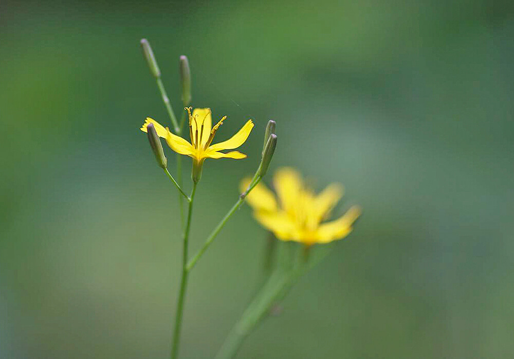 ニガナの花と蕾