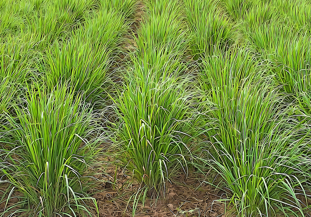 ハーブ レモングラスの育て方と植物の特徴をわかりやすく解説