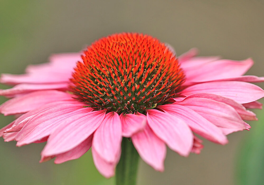 ピンクのルドベキアの花
