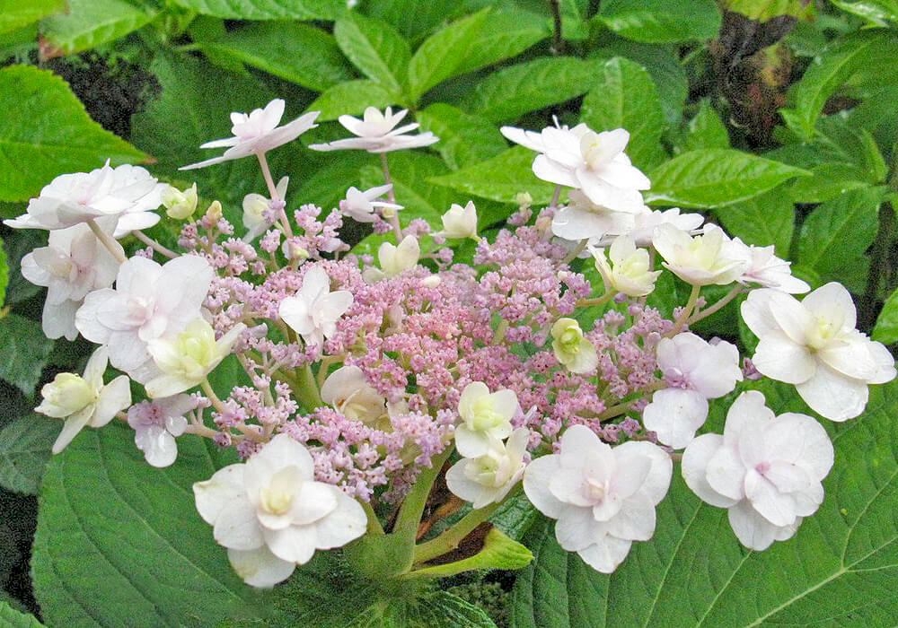 タマアジサイのピンクの花