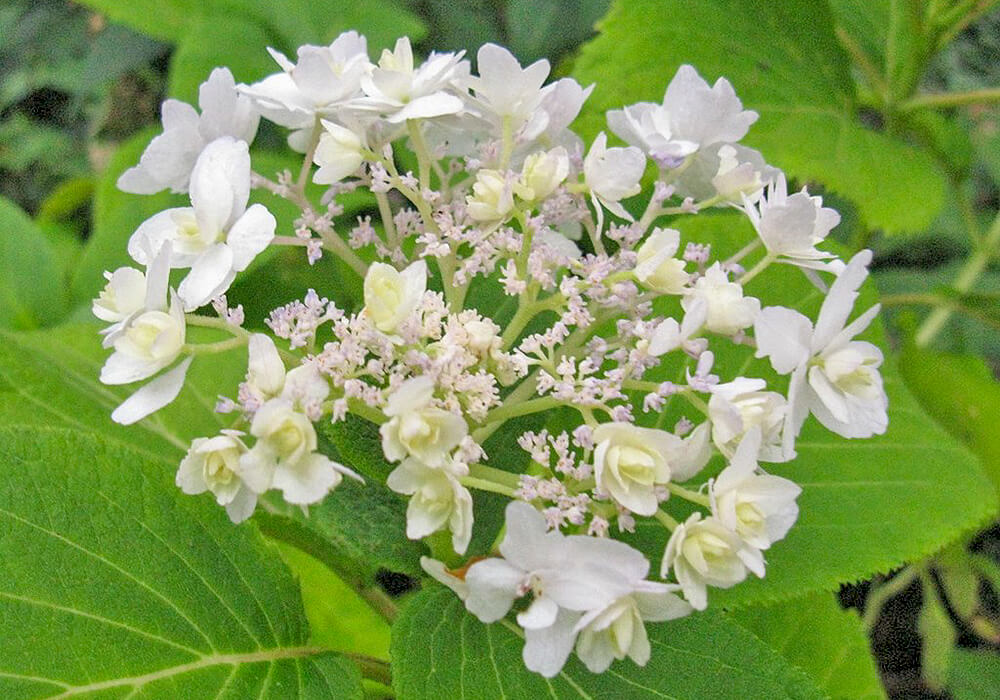 タマアジサイの白い花