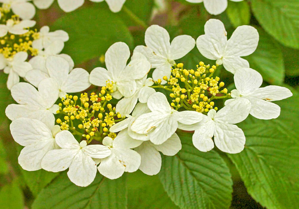 ヤブデマリの花
