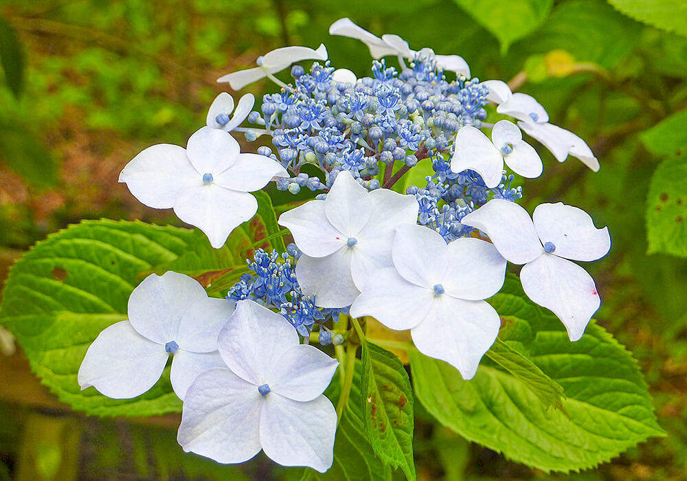 ヤマアジサイの白と青い花