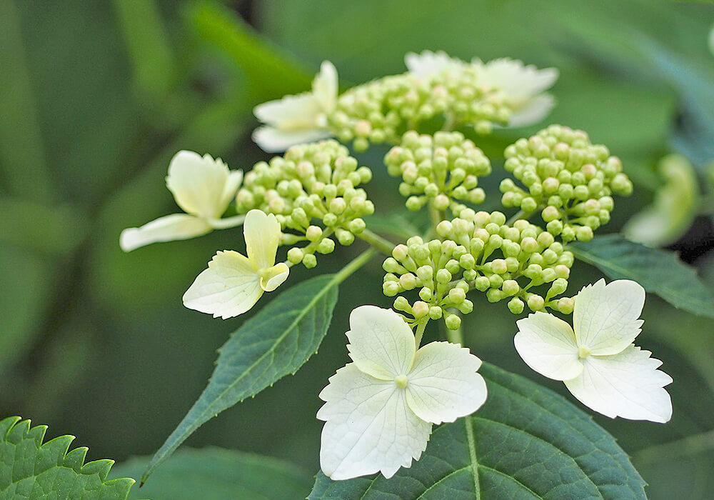 ヤマアジサイの白い花