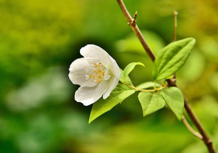 バイカウツギの剪定や挿し木など育て方と植物の特徴をわかりやすく解説