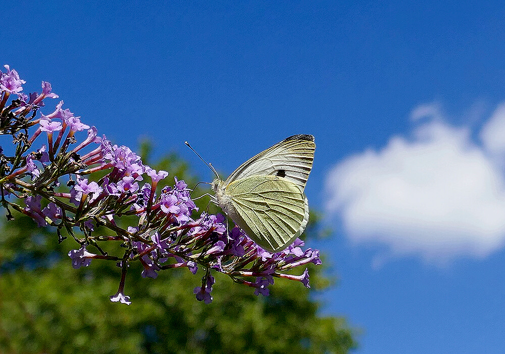 フサフジウツギの花と蝶