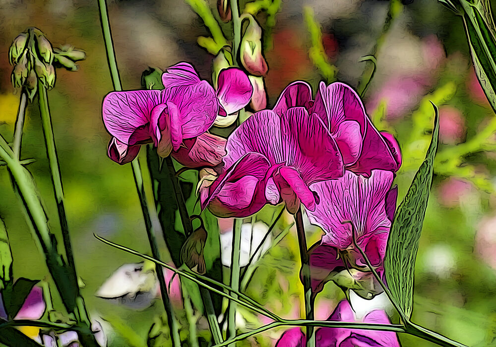 スイートピーを種から咲かせる育て方と植物の特徴をわかりやすく解説