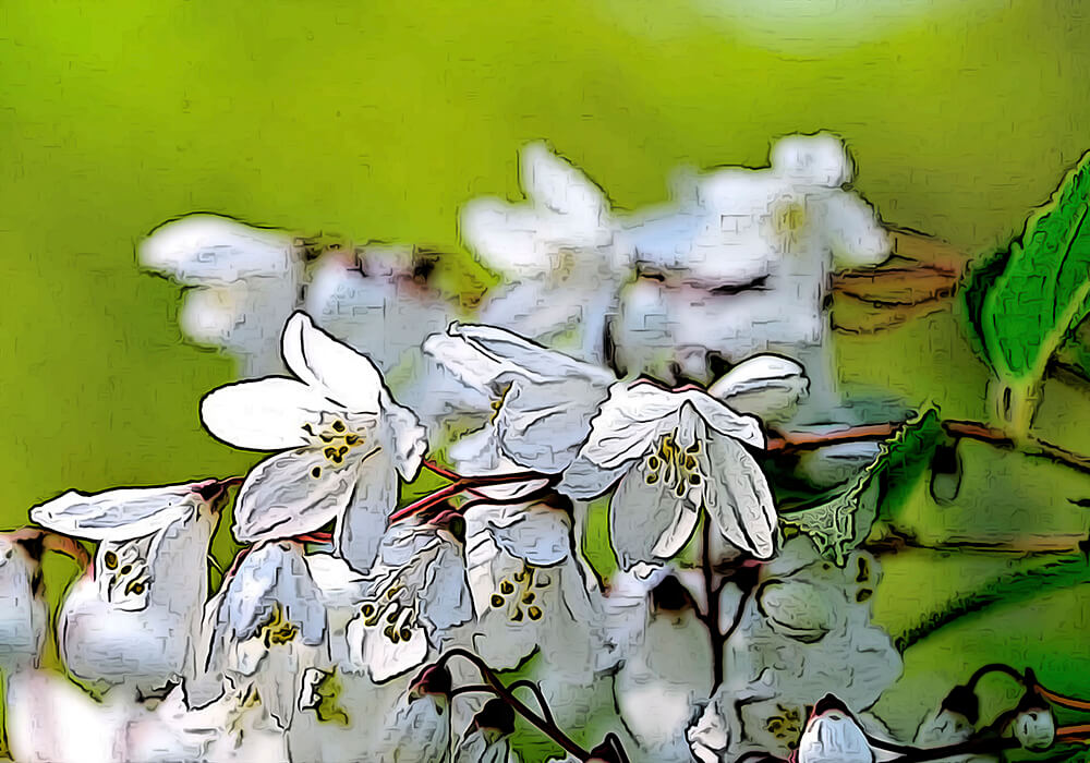 ウツギ 空木 の花を楽しむ育て方と植物の特徴をわかりやすく解説