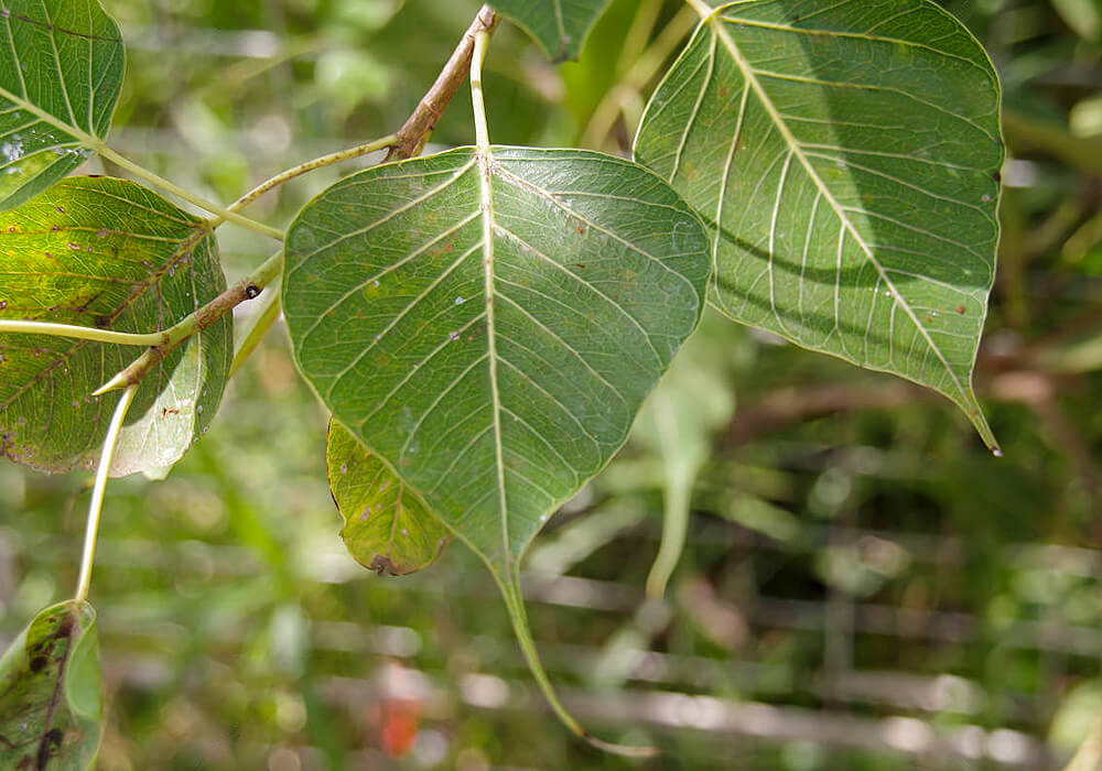 インドボダイジュの枝葉