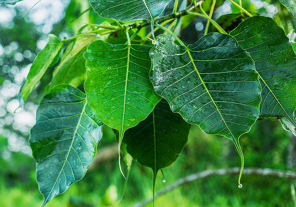 インドボダイジュの葉