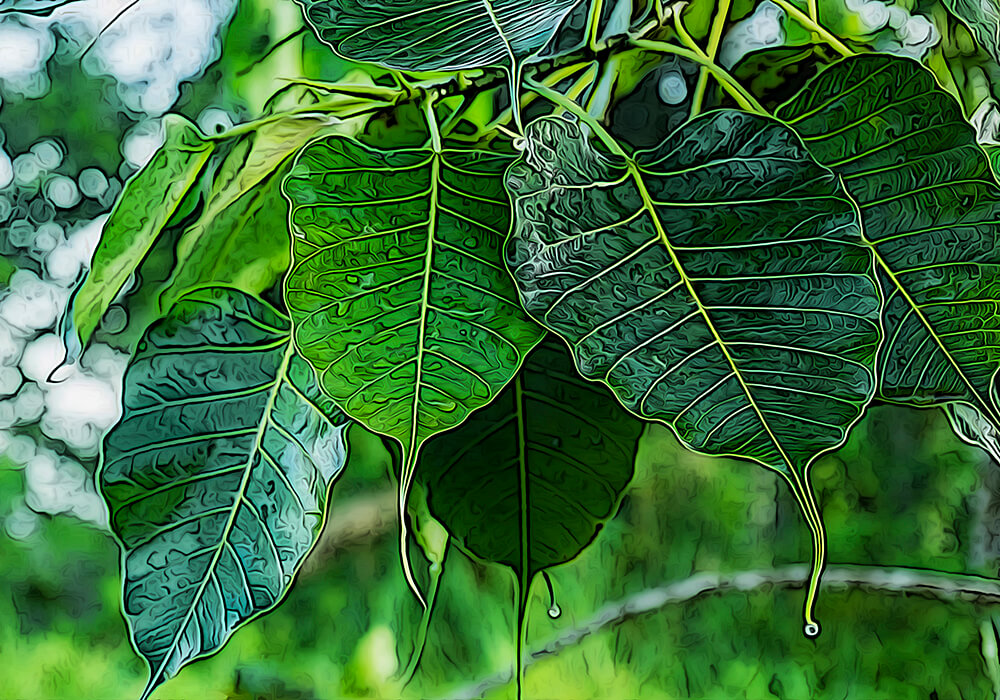 最安 インド菩提樹 インドボダイジュ 鉢植え生木2本 4年目 100 以上 と2年目 約30 Www iwearparts Com 最安 インド菩提樹 インドボダイジュ 鉢植え生木2本 4年目 100 以上 と2年目 約30 Www iwearparts Com