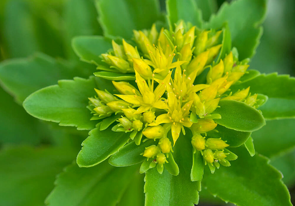 キリンソウの花の拡大