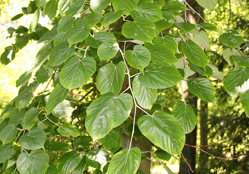 オオバボダイジュの葉