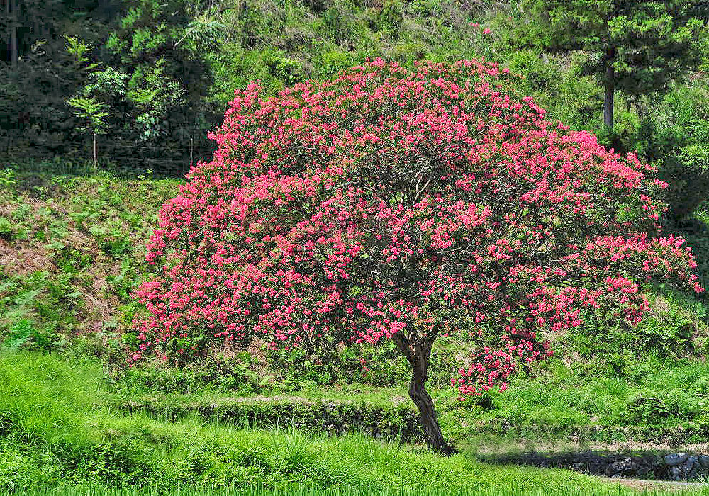 サルスベリの木