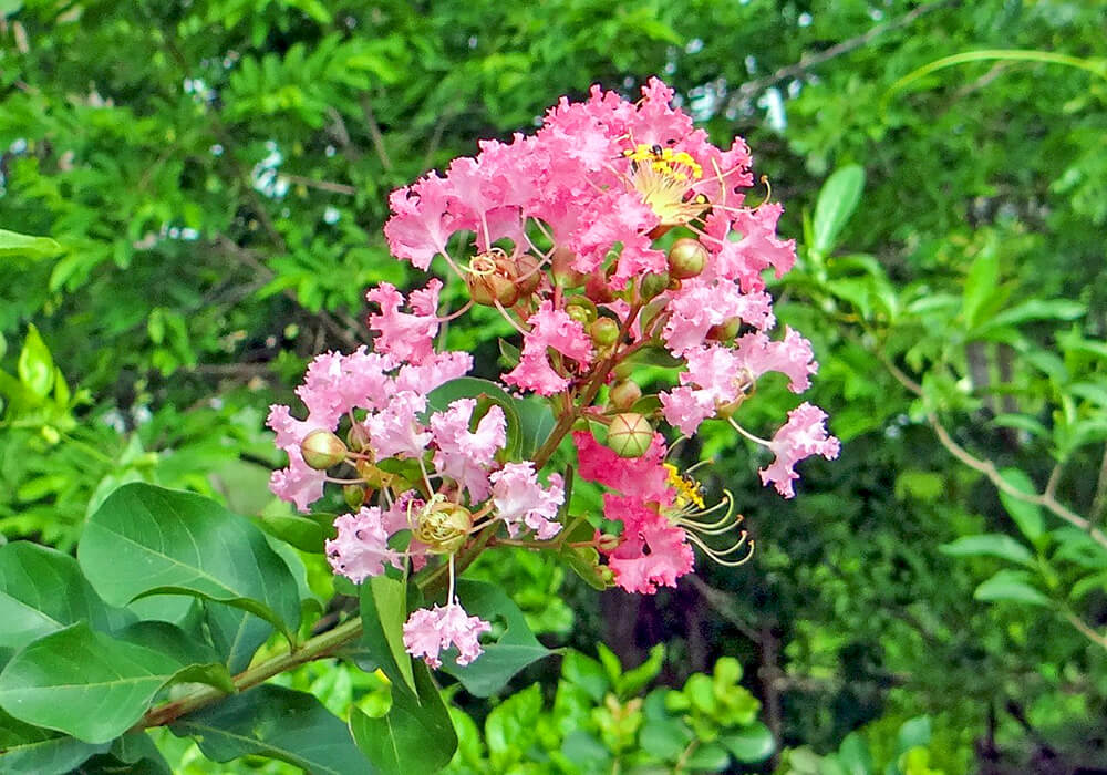 サルスベリのピンクの花