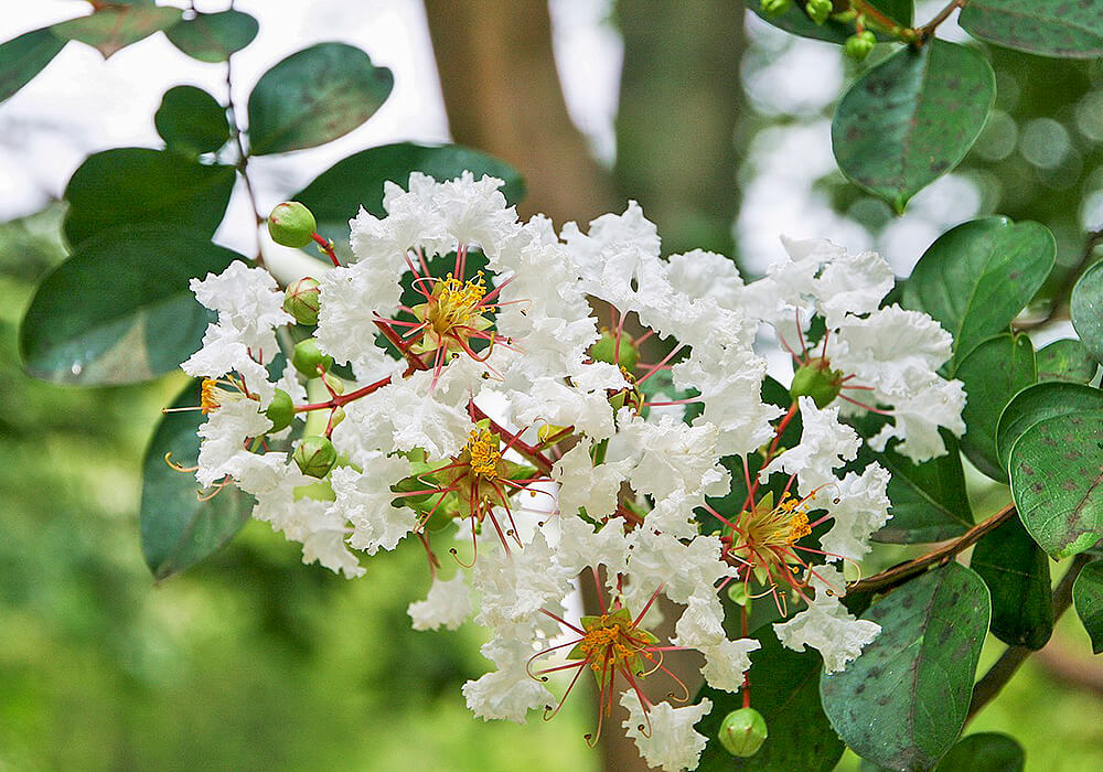 サルスベリの白い花